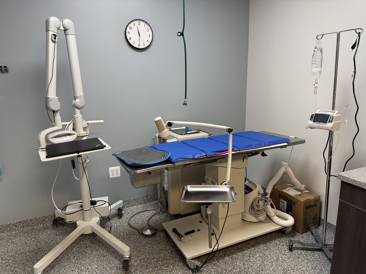 Dental care for pets